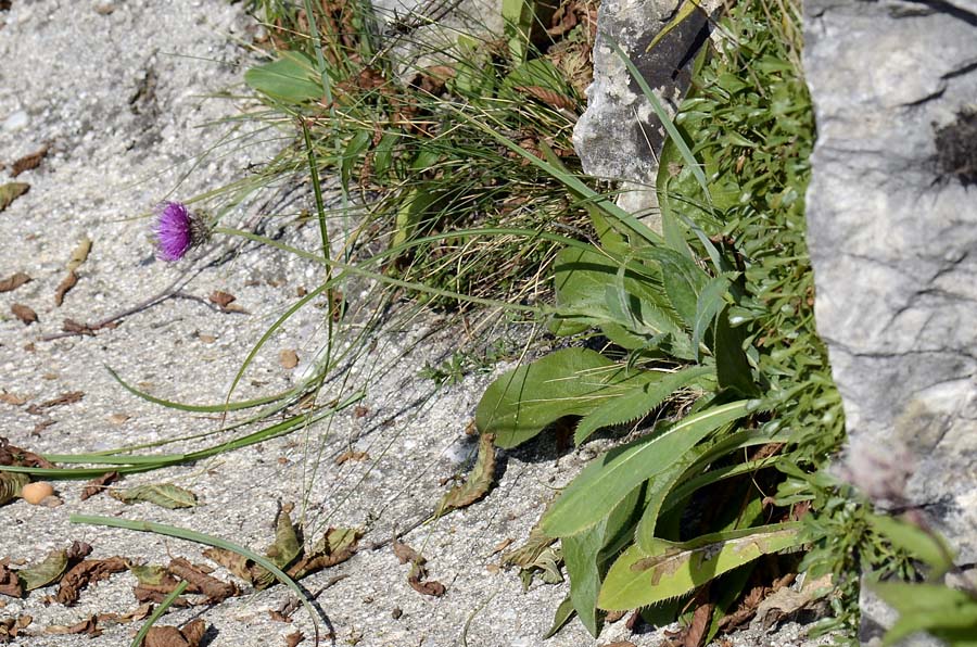 Carduus defloratus subsp. sumanus. (=crassifolius) / Cardo del Trentino